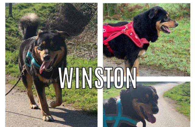 Winston