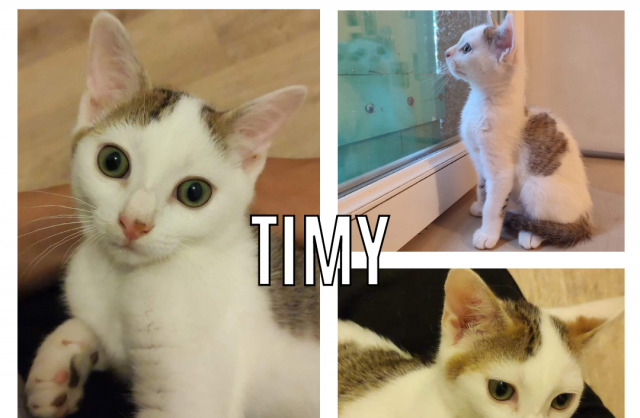 Timy