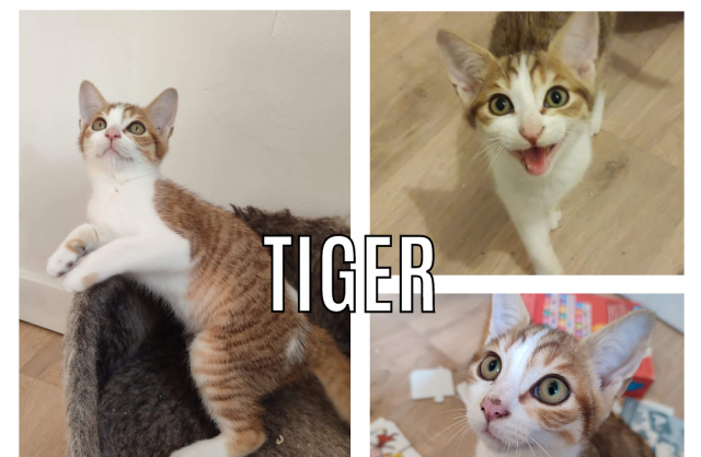 Tiger