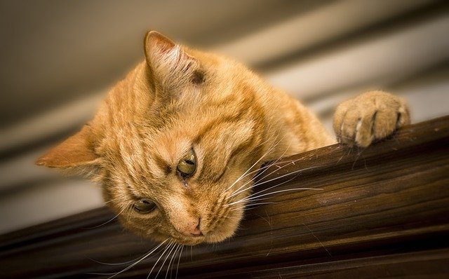 Les chats font partie des animaux à adopter au refuge APAA