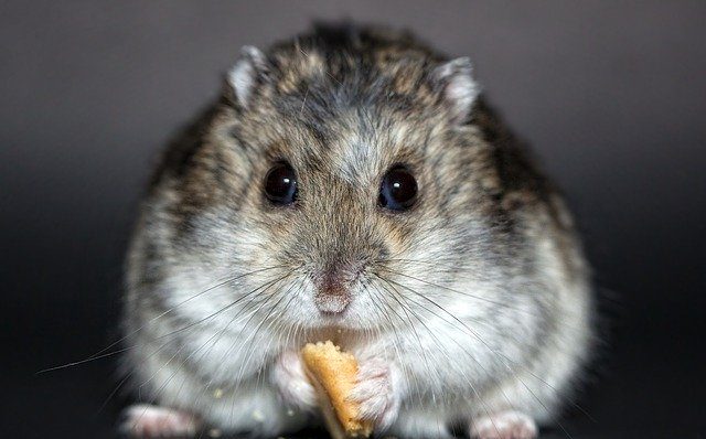 Les hamsters peuvent aussi se retrouver au refuge