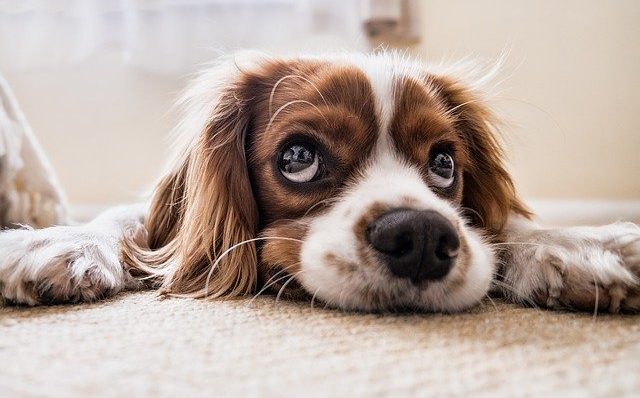 Tête d'un petit chien très calin